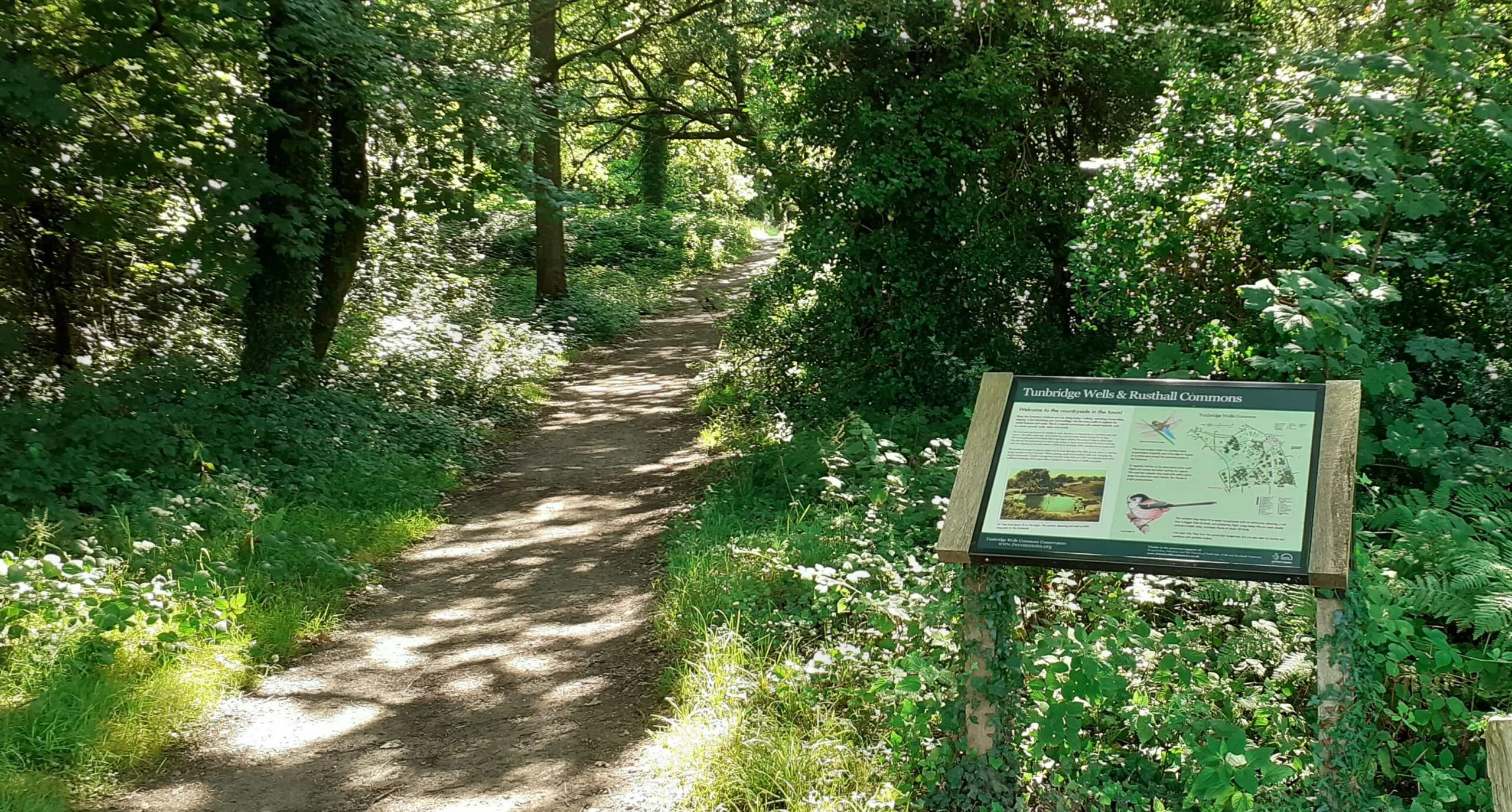 Panoramic landscape of Tunbridge Wells Common featuring sandstone rocks and woodland