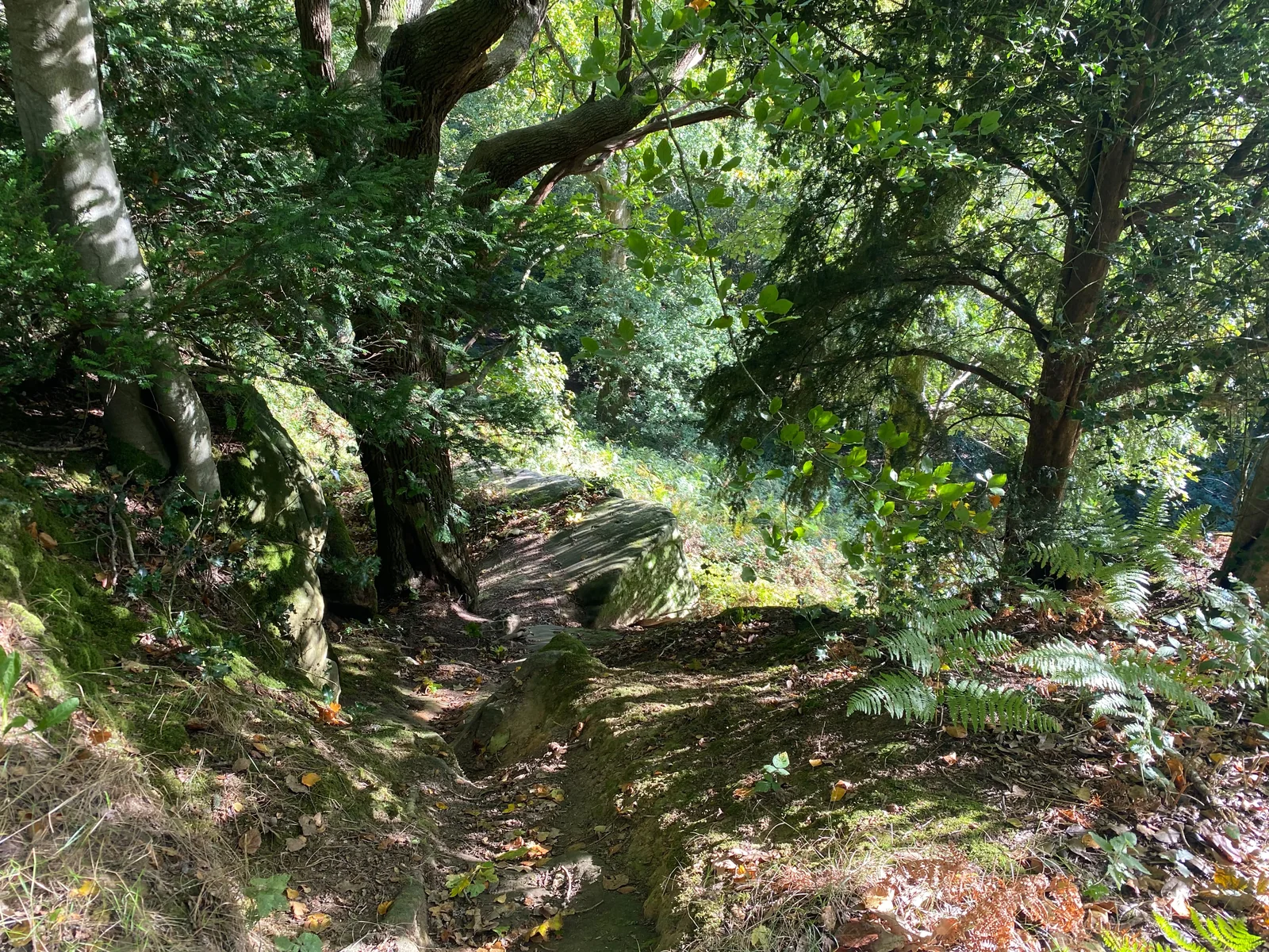 Sunlit woodland trail and ancient mossy sandstone rocks across the Commons