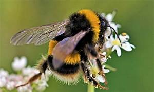 Bumblebee