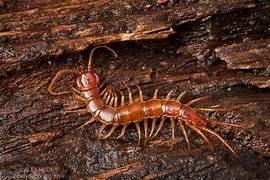 Centipede