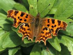 Comma Butterfly