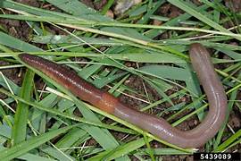 Earthworm