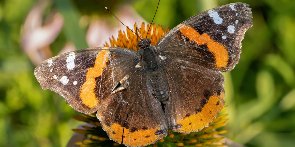 Red Admiral butterfly (Vanessa atalanta) on flower