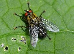 Common Fly