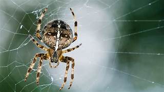 Garden Spider