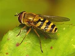 Hoverfly