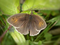 Meadow Brown Butterfly
