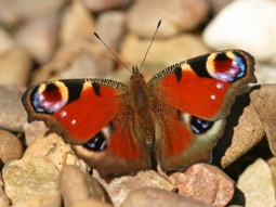 Peacock Butterfly