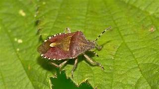 Green Shield Bug