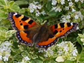 Small Tortoiseshell