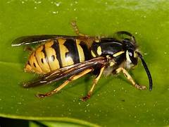 Common Wasp