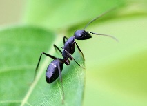 Wood ant