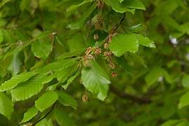 Beech Tree