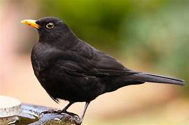 Blackbird