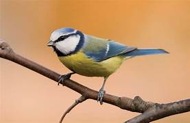 Blue Tit