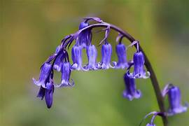 Native Bluebell