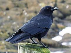 Carrion Crow