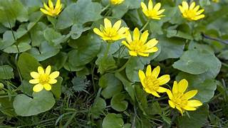 Lesser Celandine