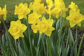 Daffodil