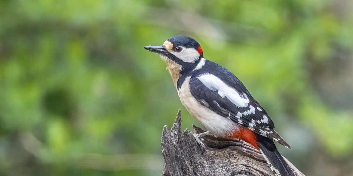 Great Spotted Woodpecker (Dendrocopos major) on woodland oak stump