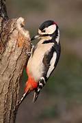Great Spotted Woodpecker