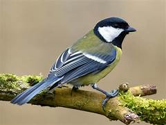 Great Tit