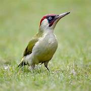 Green Woodpecker