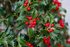 Holly Tree