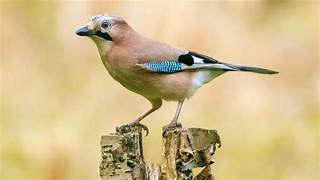 Eurasian Jay