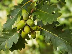 English Oak