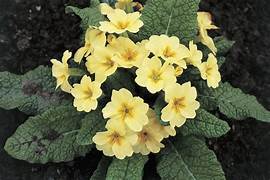 Primrose