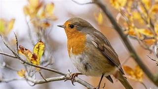 European Robin