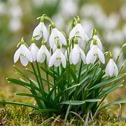Snowdrop