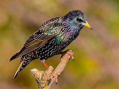 Starling