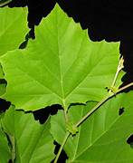 Sycamore Tree