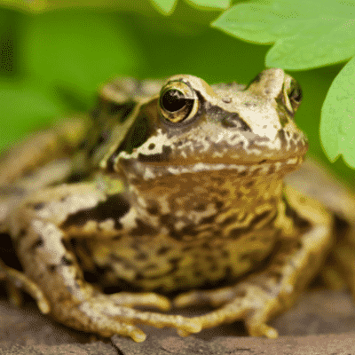 Common Frog