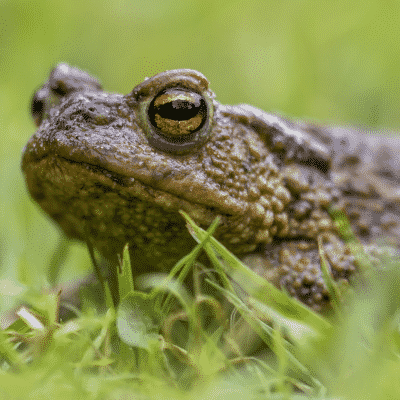 Common Toad
