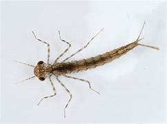 Damselfly Larva
