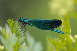 Damselfly
