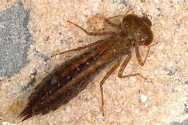 Dragonfly Larva
