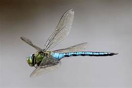 Emperor Dragonfly