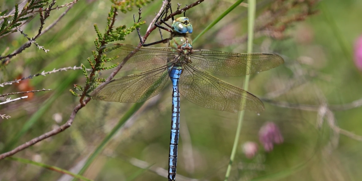 Emperor Dragonfly (Anax imperator) resting on heathland vegetation