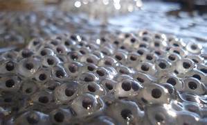 Frog Spawn