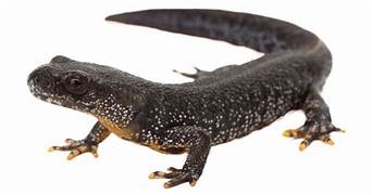 Smooth Newt