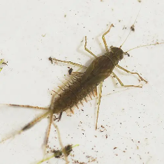 Mayfly Larva