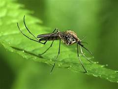 Mosquito