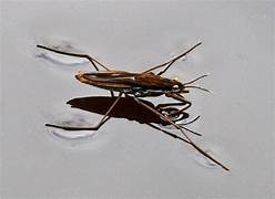 Pond Skater