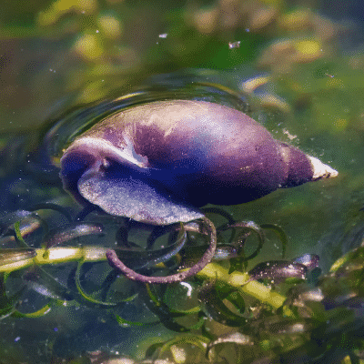 Great Pond Snail