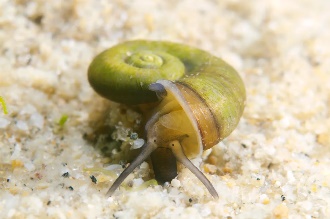 Ramshorn Snail