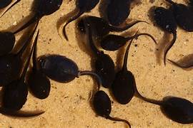 Tadpoles